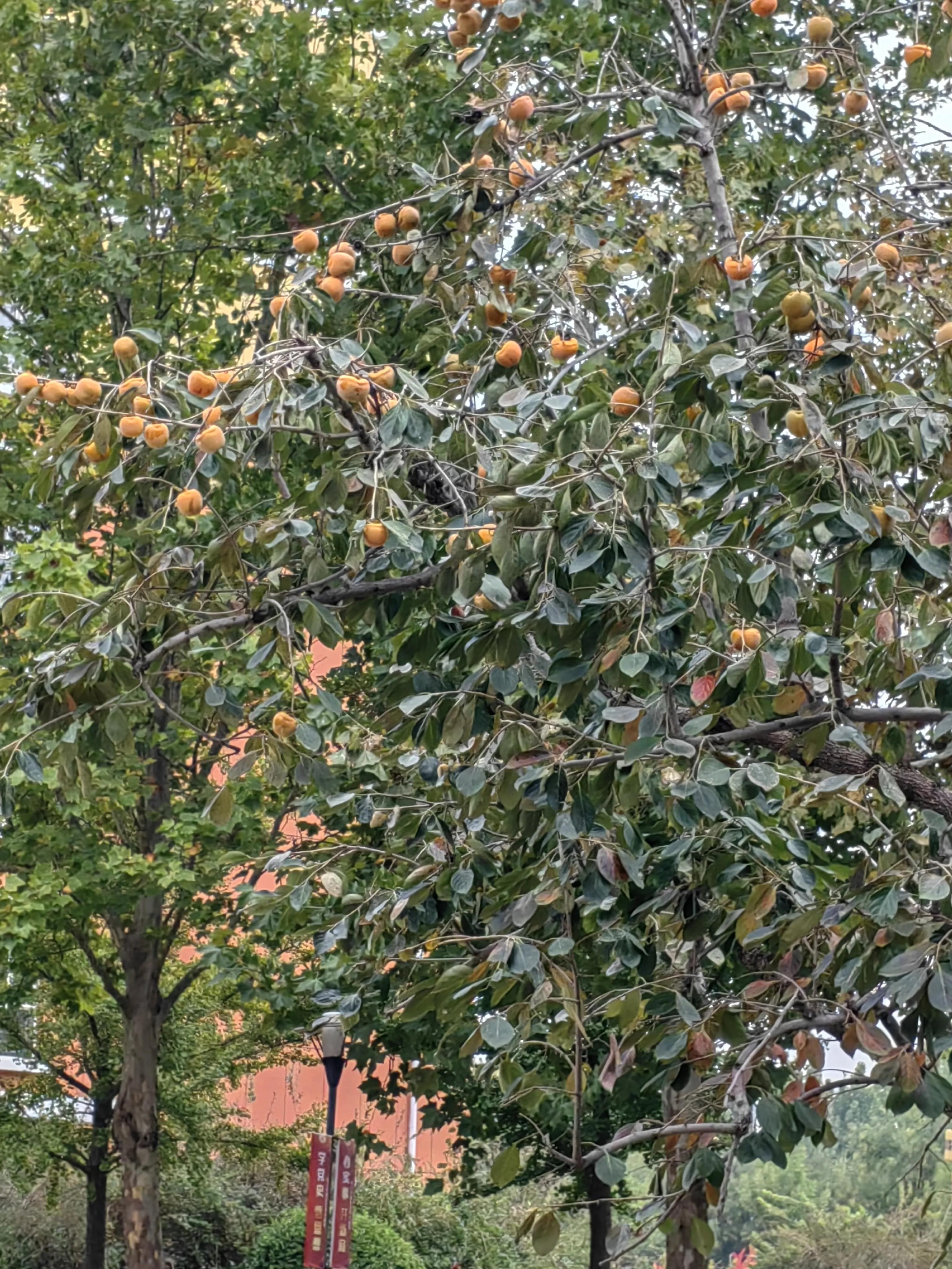 漫步沧州巷弄，邂逅文艺小店之谜